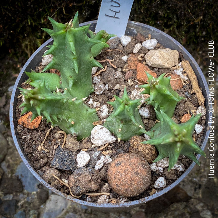 Huernia Confusa, organically grown succulent plants for sale at TOMs FLOWer CLUB.