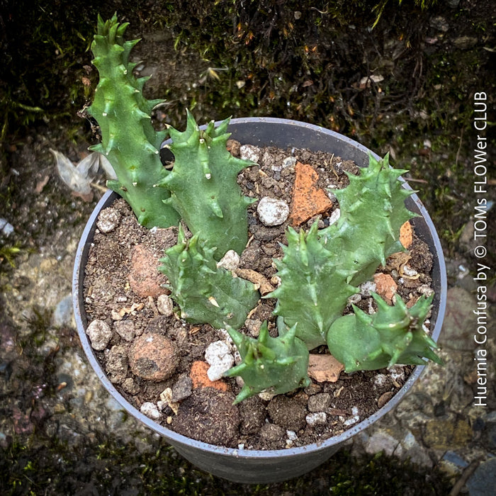 Huernia Confusa, organically grown succulent plants for sale at TOMs FLOWer CLUB.