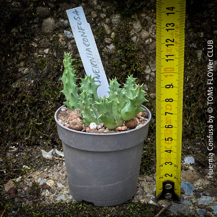 Huernia Confusa, organically grown succulent plants for sale at TOMs FLOWer CLUB.