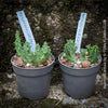 Huernia Confusa, organically grown succulent plants for sale at TOMs FLOWer CLUB.