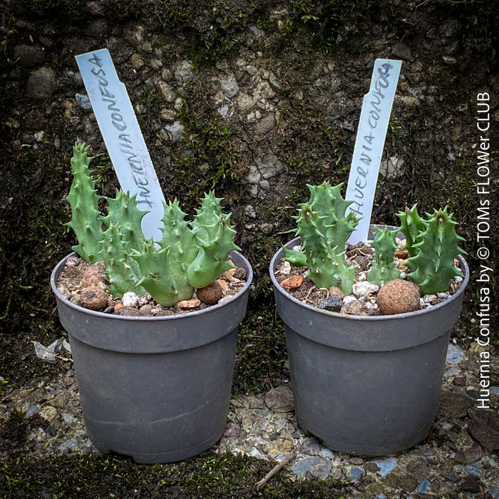 Huernia Confusa, organically grown succulent plants for sale at TOMs FLOWer CLUB.