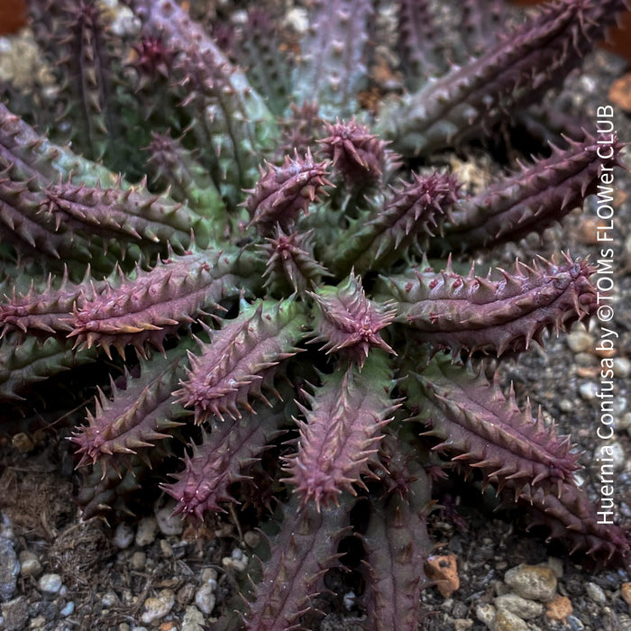 Huernia Confusa, organically grown succulent plants for sale at TOMs FLOWer CLUB.