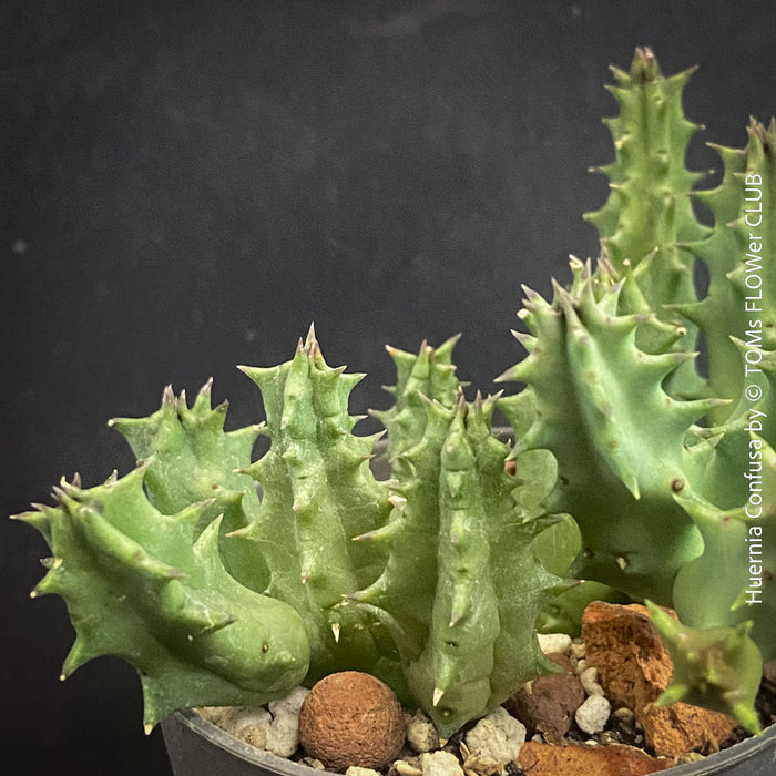 Huernia Confusa, organically grown succulent plants for sale at TOMs FLOWer CLUB.