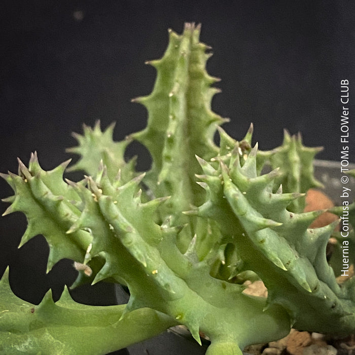 Huernia Confusa, organically grown succulent plants for sale at TOMs FLOWer CLUB.