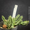 Huernia Confusa, organically grown succulent plants for sale at TOMs FLOWer CLUB.