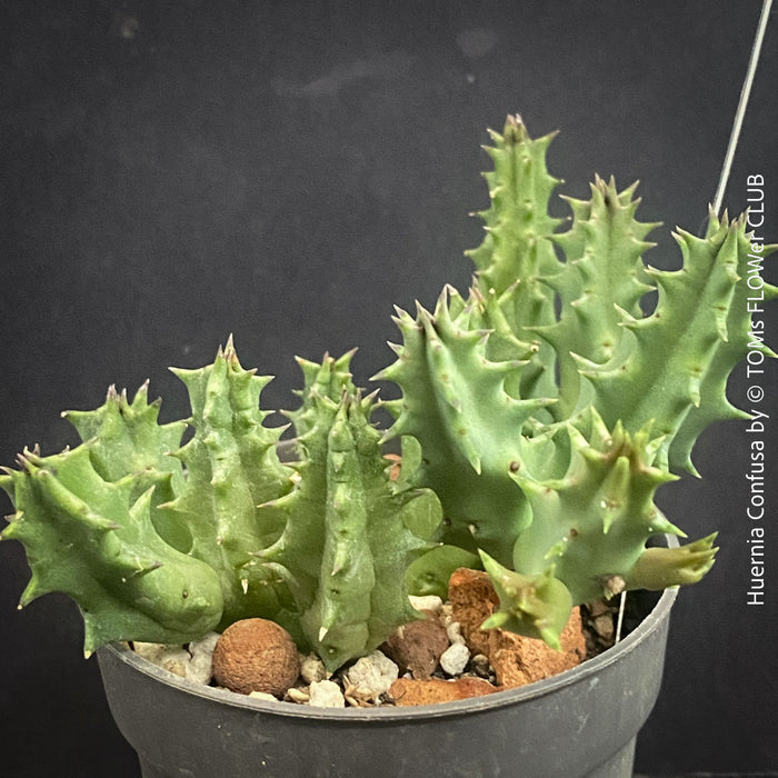 Huernia Confusa, organically grown succulent plants for sale at TOMs FLOWer CLUB.