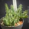 Huernia Confusa, organically grown succulent plants for sale at TOMs FLOWer CLUB.