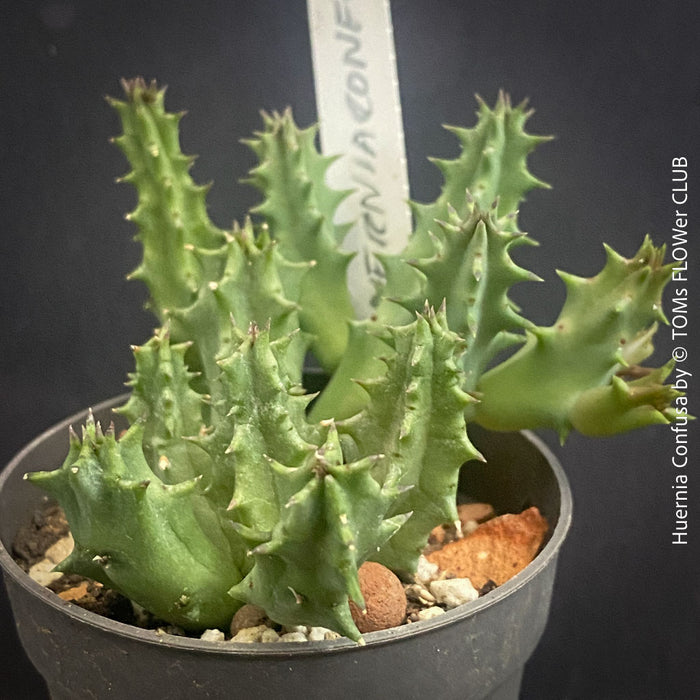 Huernia Confusa, organically grown succulent plants for sale at TOMs FLOWer CLUB.
