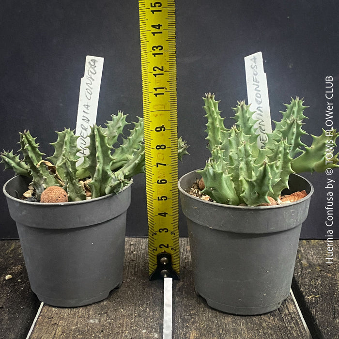 Huernia Confusa, organically grown succulent plants for sale at TOMs FLOWer CLUB.
