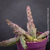 Huernia Pendurata, organically grown succulent plants for sale at TOMs FLOWer CLUB.