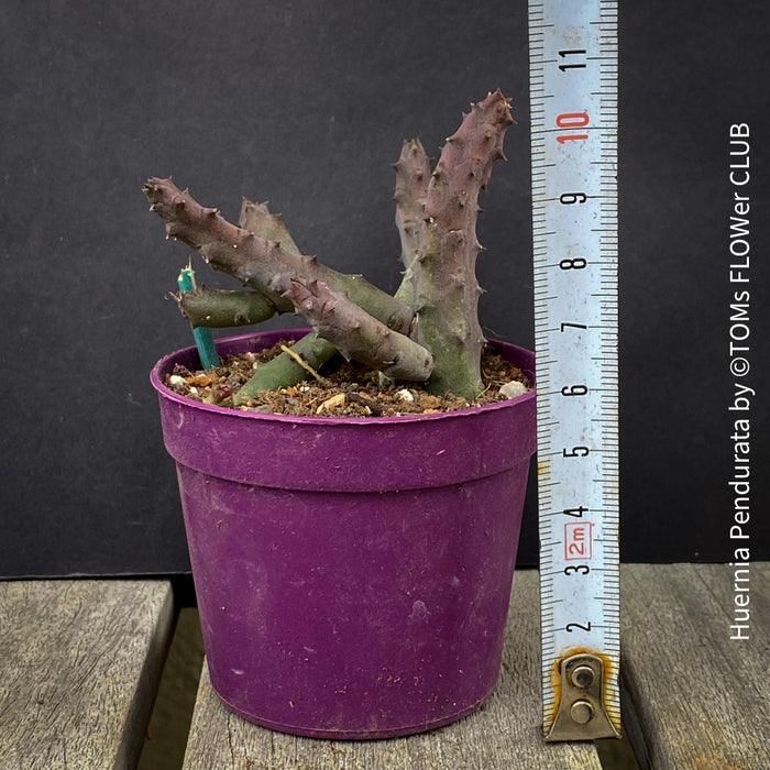 Huernia Pendurata, organically grown succulent plants for sale at TOMs FLOWer CLUB.