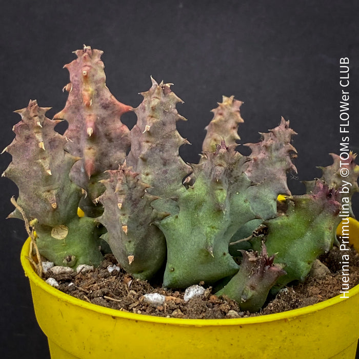 Huernia Primulina, organically grown succulent plants for sale at TOMs FLOWer CLUB.