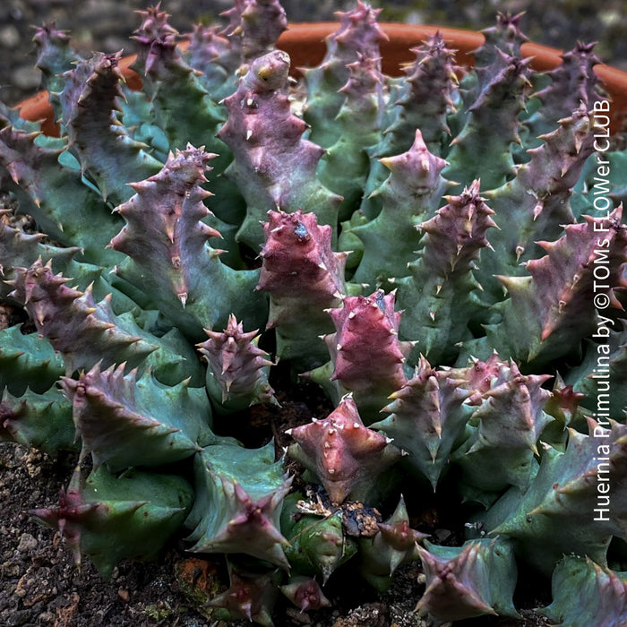 Huernia Primulina, organically grown succulent plants for sale at TOMs FLOWer CLUB.