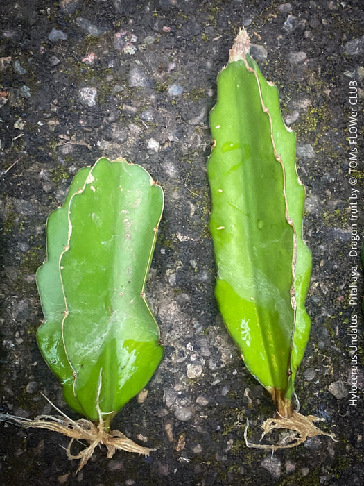 Hylocereus Undatus - rooted 20-30cm CUTTING