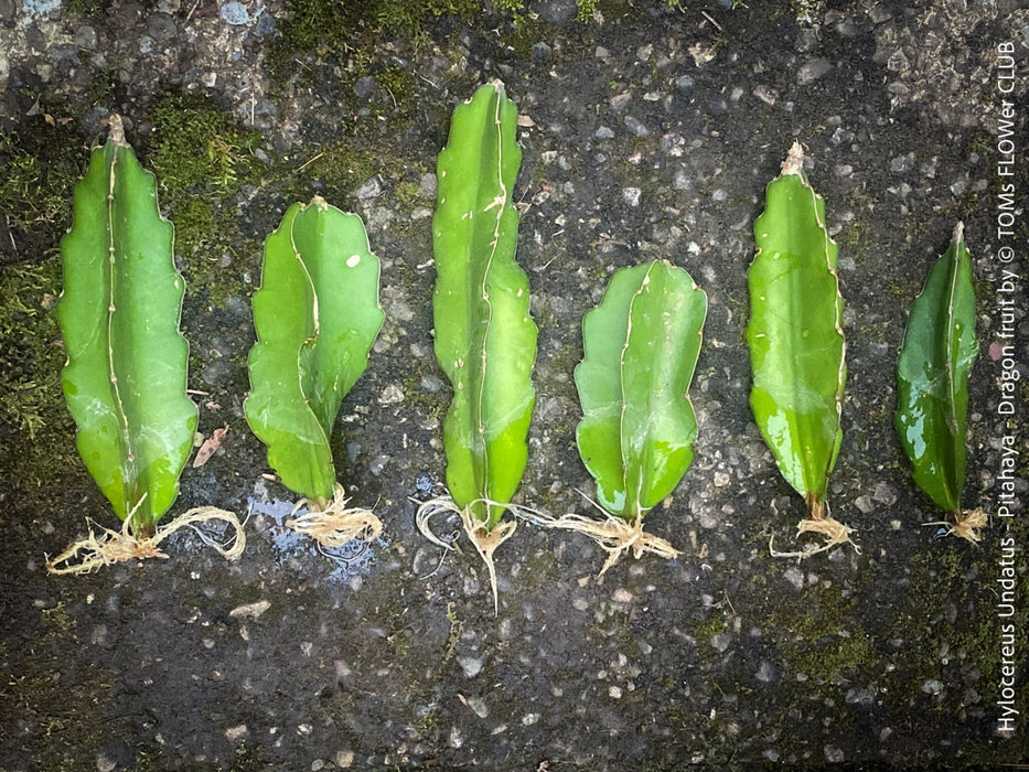 Hylocereus Undatus - rooted 20-30cm CUTTING