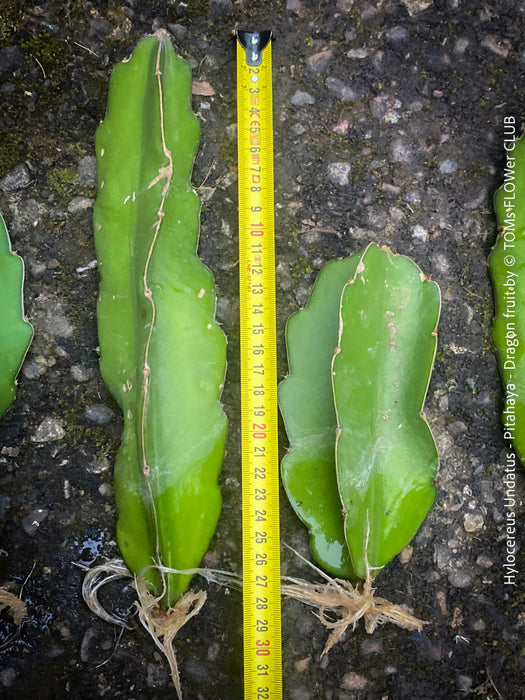 Hylocereus Undatus - rooted 20-30cm CUTTING