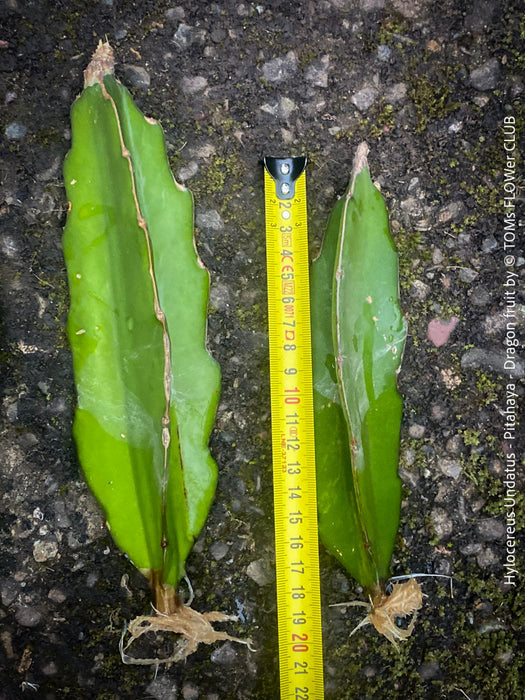 Hylocereus Undatus - rooted 20-30cm CUTTING