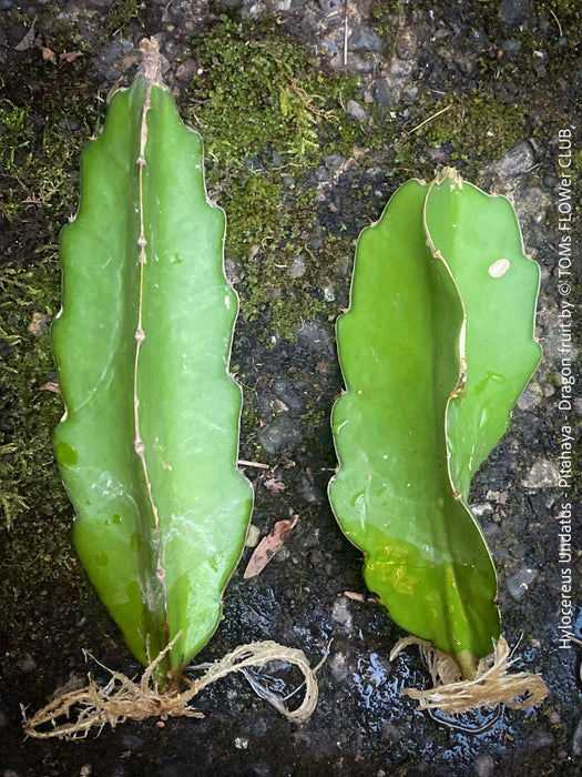 Hylocereus Undatus - rooted 20-30cm CUTTING