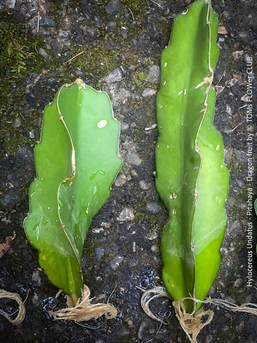 Hylocereus Undatus - rooted 20-30cm CUTTING