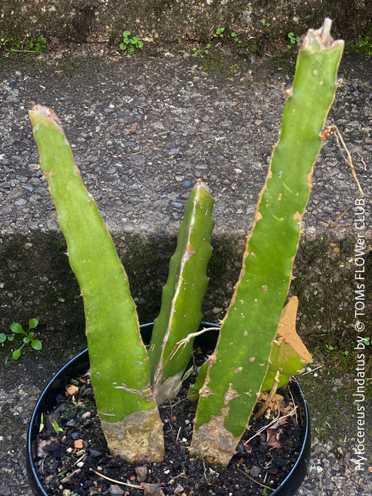 Hylocereus Undatus, Dragonfruit plant, organically grown, robust and healthy, from TOMs FLOWer CLUB.