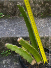 Hylocereus Undatus, Dragonfruit plant, organically grown, robust and healthy, from TOMs FLOWer CLUB.