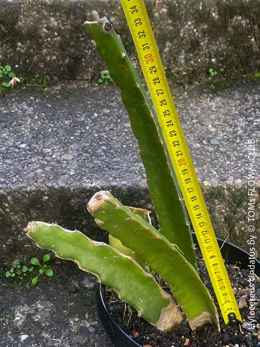 Hylocereus Undatus, Dragonfruit plant, organically grown, robust and healthy, from TOMs FLOWer CLUB.