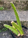 Hylocereus Undatus, Dragonfruit plant, organically grown, robust and healthy, from TOMs FLOWer CLUB.