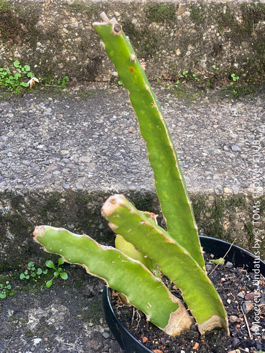 Hylocereus Undatus, Dragonfruit plant, organically grown, robust and healthy, from TOMs FLOWer CLUB.