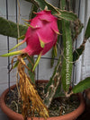 Red fruits of the Hylocereus Undatus (Dragonfruit) plant, organically grown, robust and healthy, from TOMs FLOWer CLUB.