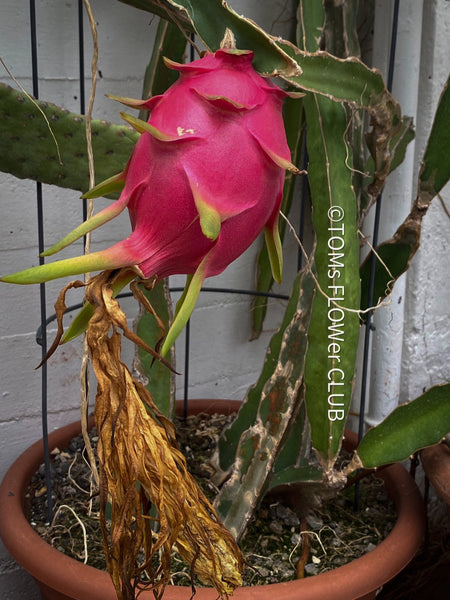 Red fruits of the Hylocereus Undatus (Dragonfruit) plant, organically grown, robust and healthy, from TOMs FLOWer CLUB.