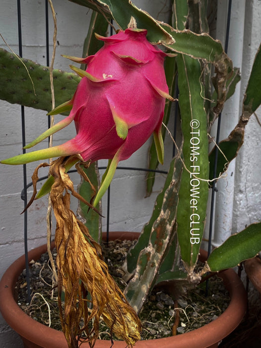 dragon fruit succulent plants Hylocereus Undatus / Pitahaya / Dragon fruit | organically grown succulent plants