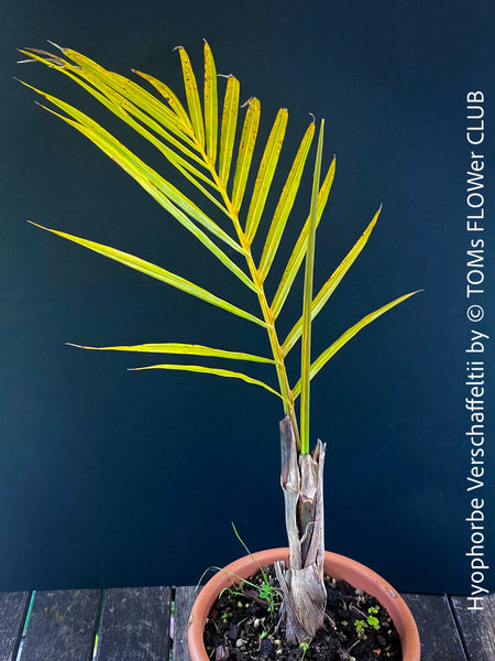 Hyophorbe verschaffeltii / Spindle / Bottle Palm, tropical palm tree, tropische Palmen, Palme, organically grown tropical plants for sale at TOMs FLOWer CLUB.