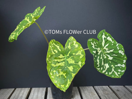 Caladium Praetermissum / Alocasia Hilo Beauty, organically grown tropical plants for sale at TOMsFLOWer CLUB