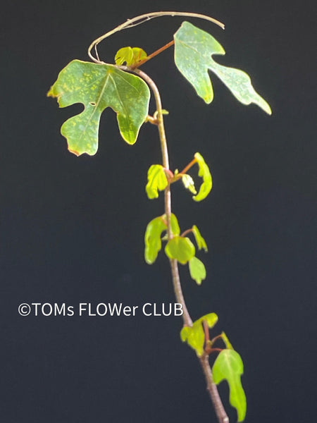 Adenia Olaboensis, organically grown tropical plants for sale at TOMs FLOWer CLUB, caudex, Kodex, Stamm, Wasserspeicher.