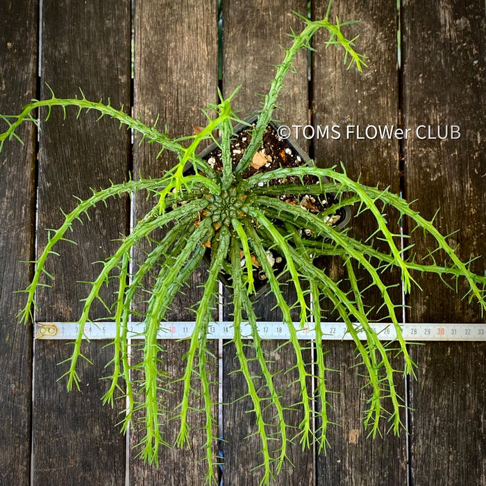 medusa hair succulent Euphorbia Flanaganii Medusa's Head | organically grown succulent plants