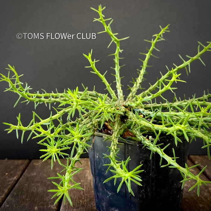 medusa head succulent Euphorbia Flanaganii Medusa's Head | organically grown succulent plants