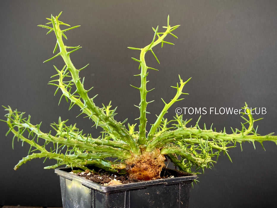 euphorbia medusa succulent Euphorbia Flanaganii Medusa's Head | organically grown succulent plants
