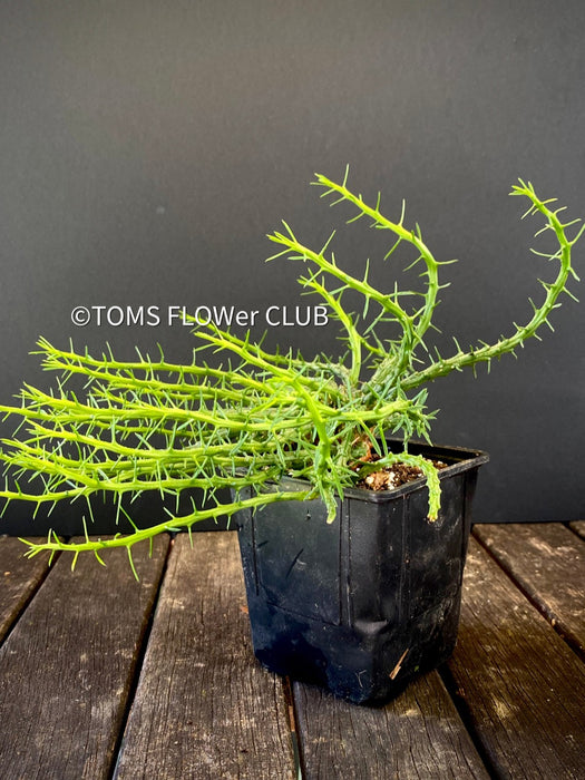 medusa head succulent for sale Euphorbia Flanaganii Medusa's Head | organically grown succulent plants
