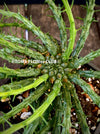 Euphorbia Flanaganii Medusa's Head, organically grown succulent plants for sale at TOMsFLOWer CLUB.