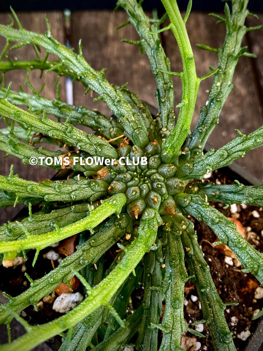 Euphorbia Flanaganii Medusa's Head, organically grown succulent plants for sale at TOMsFLOWer CLUB.