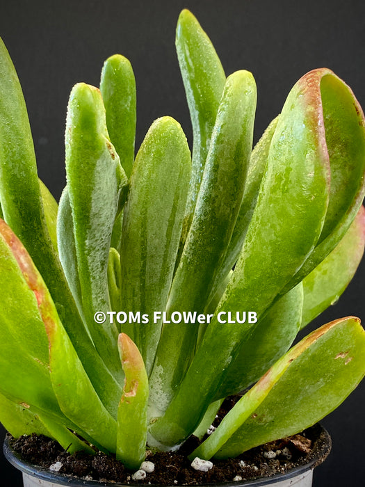 Kalanchoe Luciae Oricula, organically grown succulent plants for sale at TOMsFLOWer CLUB.