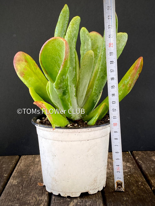 Kalanchoe Luciae Oricula, organically grown succulent plants for sale at TOMsFLOWer CLUB.
