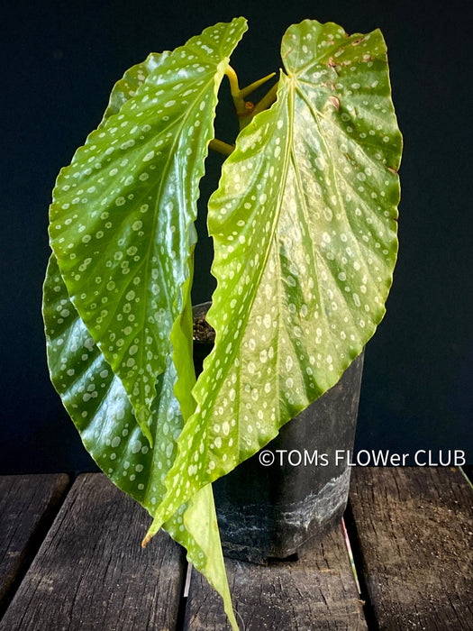 Begonia Maculata Snow Capped, organically grown tropical plants for sale at TOMs FLOWer CLUB.