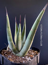 Agave Nigra, sun loving succulent plants fro sale by TOMsFLOWer CLUB