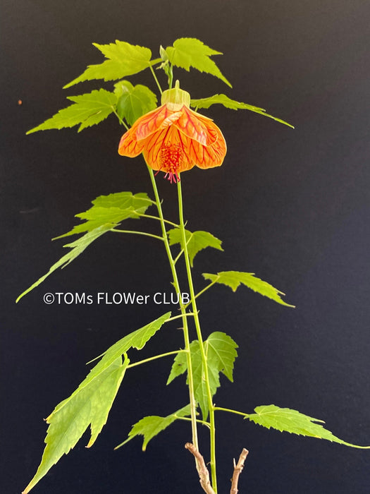 Abutilon Pictum Orange, orange-red flowering, organically grown tropical plants for sale at TOMsFLOWer CLUB