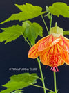 Abutilon Pictum Orange, orange-red flowering, organically grown tropical plants for sale at TOMsFLOWer CLUB