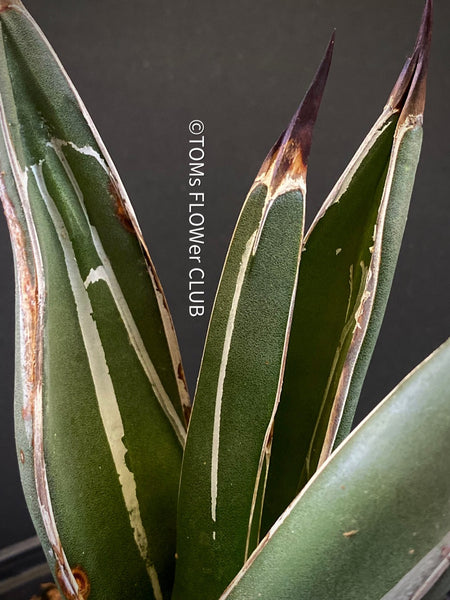 Agave Ferdinandi-Regis by TOMsFLOWer CLUB, organically grown succulent plants for sale. 