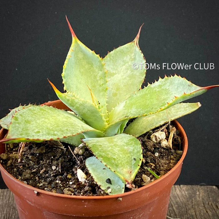 Agave Guiengola, Creme Brulee Agave, Sun loving succulent plant, TOMsFLOWer CLUB, succulent, Sukkulent, Cactus
