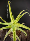 Aloe Arborescens Aurea Variegata, organically grown succulent plants for sale at TOMs FLOWer CLUB.