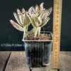 Kalanchoe Tomentosa, organically grown succulent plants for sale at TOMsFLOWer CLUB.